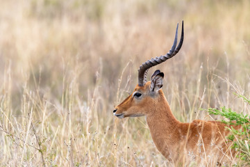 Naklejka na ściany i meble Male impala in the long grass of Nairobi National Park, side view
