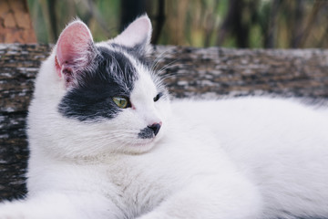 Naklejka na ściany i meble A young white beautiful cat with gray spots on his head and nose lies on an old wooden bench