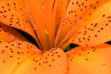 Flower macro