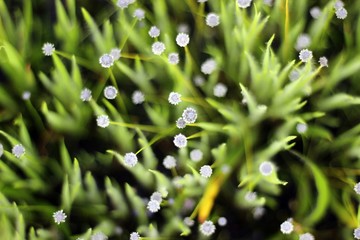 beautiful purple white  flower morning refresh droplet