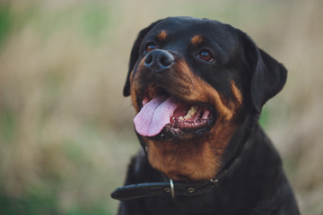 Beautiful rottweiler dog. Dog rottweiler in the park on a background of green grass