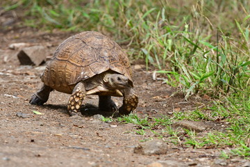 leopard tortoise in iMfolozi game reserve in South Afric