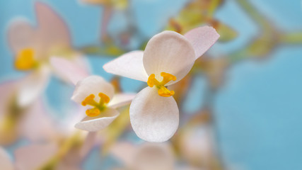 Delicate white and pink begonia flowers on light blue background_
