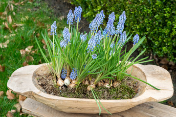 Spring blue muscari blooming bulbs in a wooden decorative retro pot decorate the garden against the green grass background. Easter floral vintage decoration in botanical natural style.