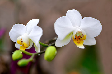Fototapeta na wymiar Closeup white orchids (Ochidee diamond phalaenopsis) with buds