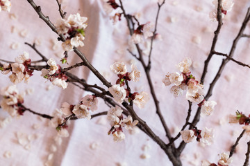 Fototapeta premium Branch blossoming apricot above table