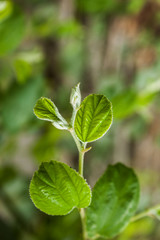 Fototapeta na wymiar Jujube Leaf