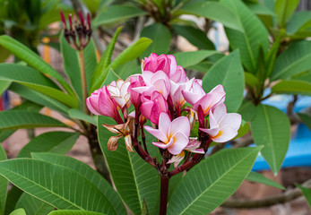 pink lily