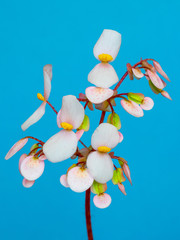 Pink begonia flowers on blue background closeup, vertical format