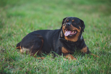 Beautiful rottweiler dog. Dog rottweiler in the park on a background of green grass