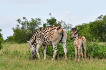 Fototapeta na wymiar zebra with its young calf,iSimangaliso wetland park in South Africa