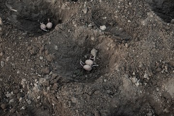 potato hole seedlings in soil. potato vegetables
