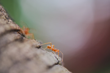 The macro close-up of red weaver ant on the tree.