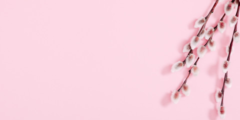 Minimal flowers composition. Spring background. Branches of willows on pastel pink background. Easter, Happy Women's Day, Mother's day. Flat lay, top view, copy space