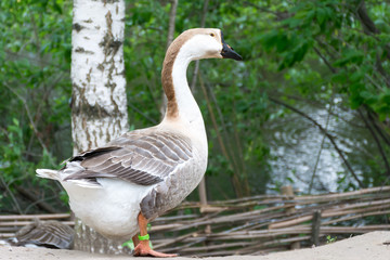 Naklejka na ściany i meble Goose at ease strolling along the banks of the river