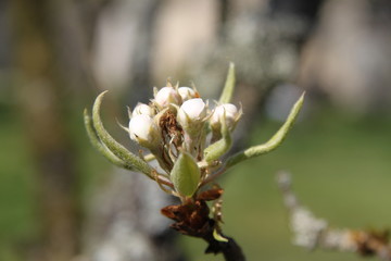 Fototapeta na wymiar White fresh pear tree bud fertile blossom
