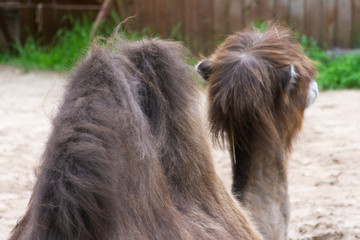 A two humped camel lying in an enclosure at the zoo