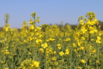 canola