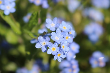 forget-me-now