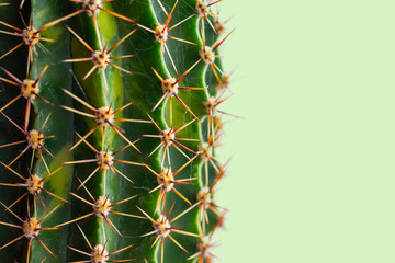 Cactus with sharp thorns close up on light green background