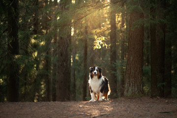 dog in nature. Beautiful forest, light, sunset. Australian Shepherd in the background of a beautiful landscape.