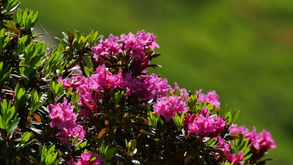 Obraz premium Pink alpine roses in swiss alps closeup