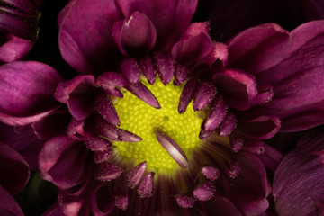 Flower macro