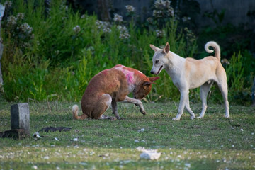 Obraz premium two indian brown and yellow street dogs playing in a field daylight outdoor