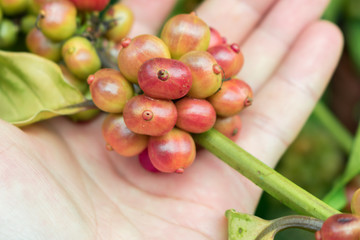 The farmer uses a hand to take coffee beans in a coffee plantation will be harvested soon. Close-up photo.