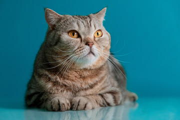 Fototapeta na wymiar scotish cat on a blue background