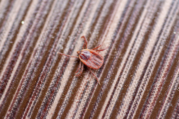 A dangerous parasite and infection carrier mite