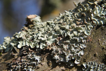 Grey lichens on apple and pear tree branches orchard
