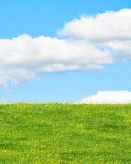 Field with grass and flowers on a background of blue sky with the clouds
