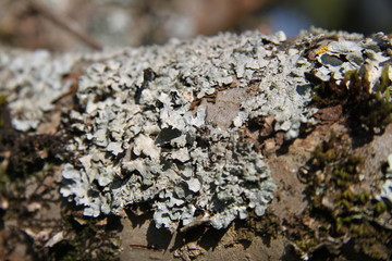 Grey lichens on apple and pear tree branches orchard