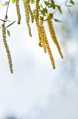 Pollen birch tree