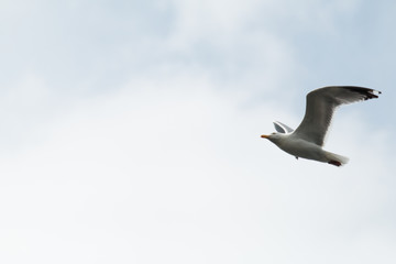 Mouette en vol 