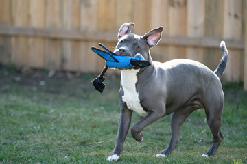 puppy playing in backyard with her favorite toy