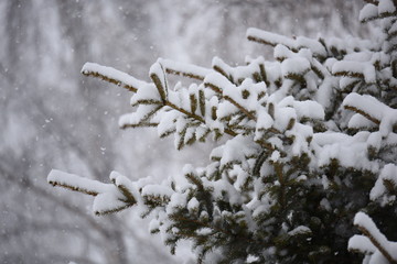 albero Natale natura neve Natalizio abete 
