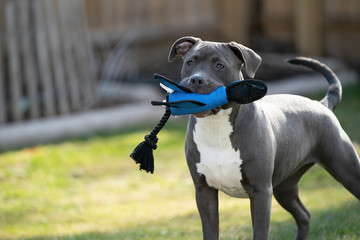 puppy playing in backyard with her favorite toy