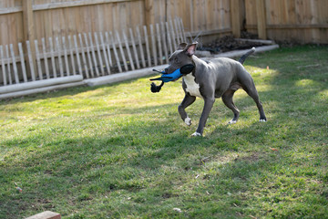puppy playing in backyard with her favorite toy