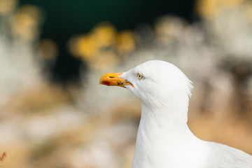 Mouette 