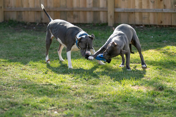 puppy playing in backyard with her favorite toy