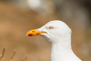 Mouette 