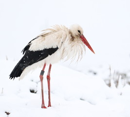 White Stork in snow, ciconia ciconia