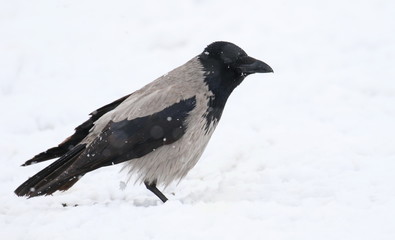 Grey crow in snow, hooded crow, Corvus cornix