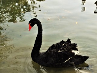 Naklejka premium Black Swan