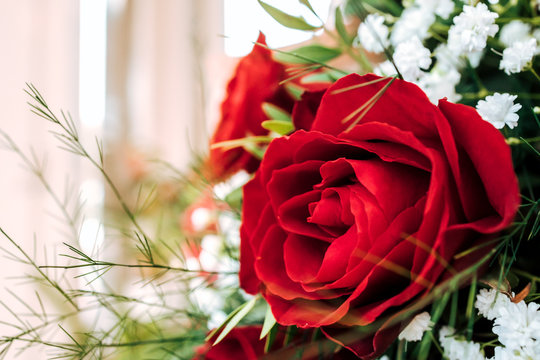 Close-up image of a beautiful red rose. Floral background.