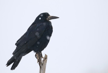 Rook on snow, Corvus frugilegus