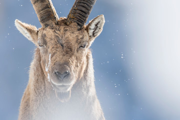 Face to face with Alpine Ibex male (Capra ibex)