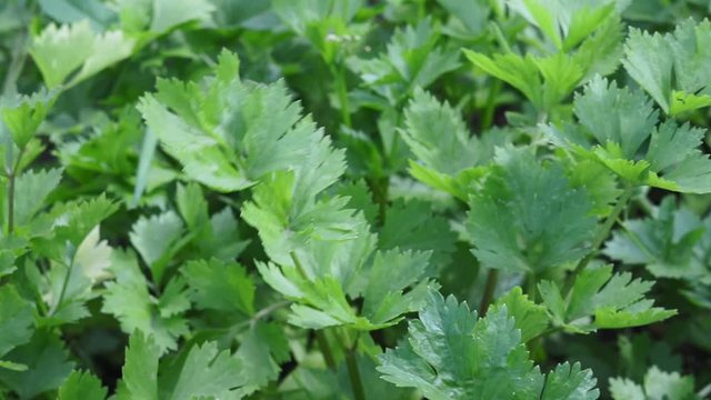 fresh green celery close-up of the plant. growing organic spices useful plants